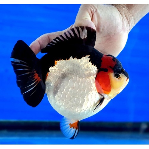 Japon Balığı Ryukin PANDA 7-8 Cm 1 ADET NADİR TÜR 