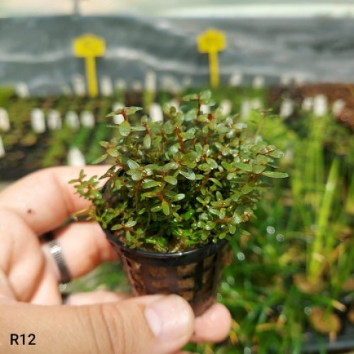Rotala sp. H'Ra Asya 1 Saksı
