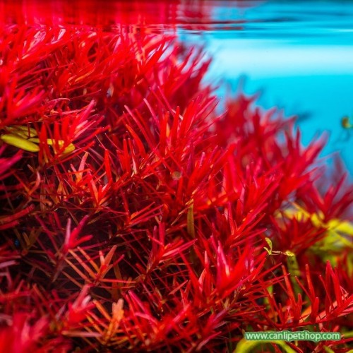 Rotala sp. H'Ra Asya İn Vitro 120 cc Plastik Kavanoz Akvaryum Bitkisi