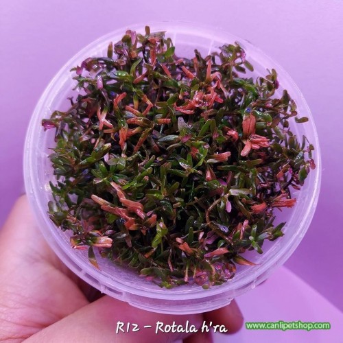 Rotala sp. H'Ra Asya İn Vitro 120 cc Plastik Kavanoz Akvaryum Bitkisi
