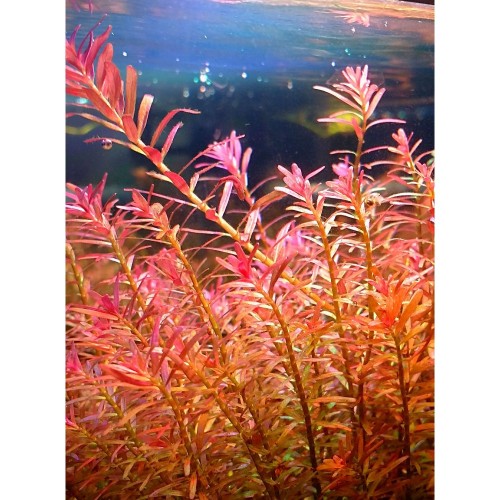 Rotala sp. H'Ra Asya 1 Saksı