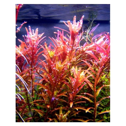 Rotala rotundifolia 5 kök