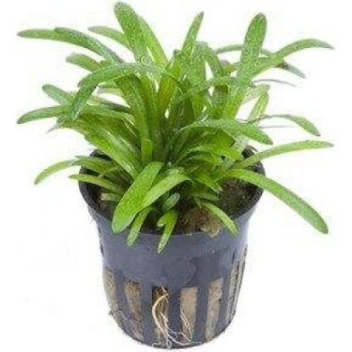 Sagittaria subulata 1 Saksı 7-8 Kök