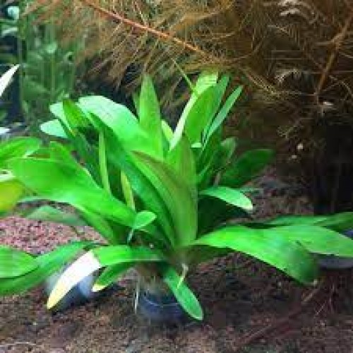 Sagittaria Platyphylla 1 Kök