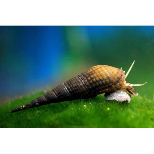 Kısa Burun Salyangoz (Small Nose Snail)1 Adet