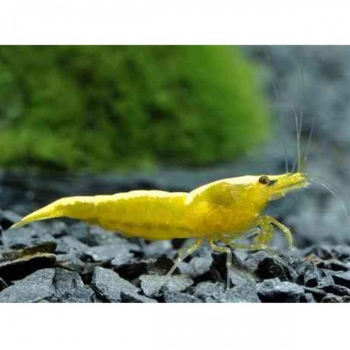 V- Sarı Ateş Neon Karides 5 Ad Dişi erkek karışık 1-2 cm