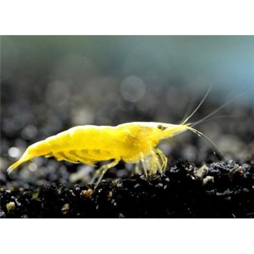 V- Sarı Ateş Neon Karides 5 Ad Dişi erkek karışık 1-2 cm