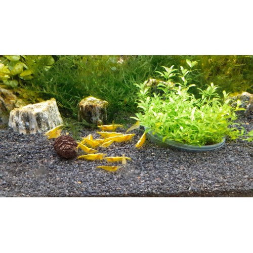 V- Sarı Ateş Neon Karides 5 Ad Dişi erkek karışık 1-2 cm