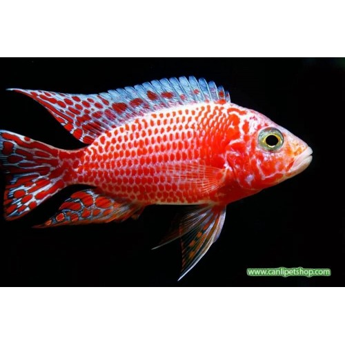 Seker Pembe Ciklet 1 Ad 7-9 cm