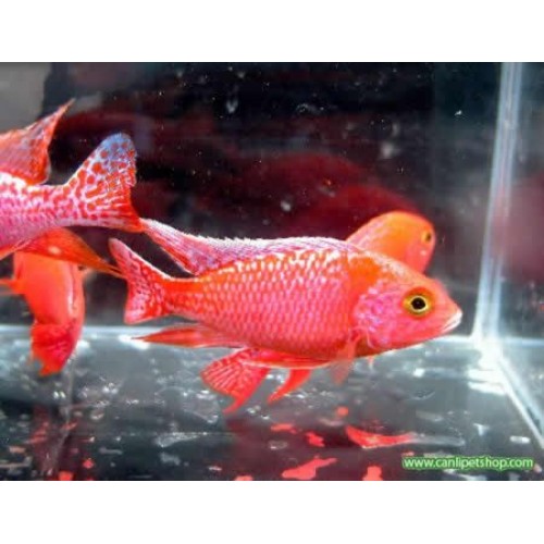 ..Gold İmparator Ciklet 1 Ad 6-9 cm kaçmaz bu fiyat