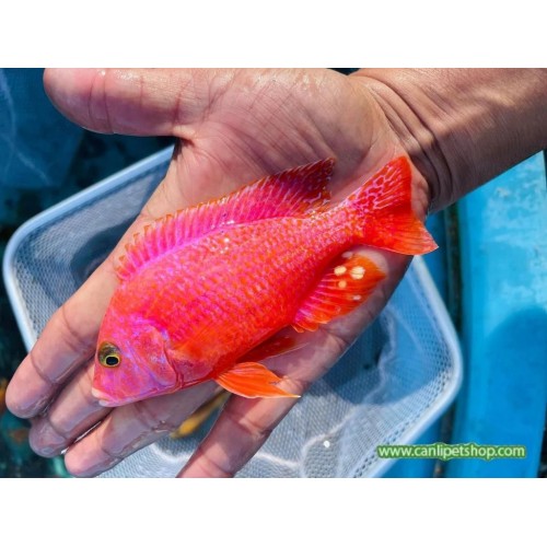 Seker Pembe Ciklet 1 Ad 7-9 cm