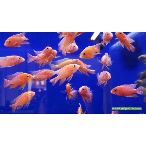 Seker Pembe Ciklet 3 Ad 6-7 cm (1 Erkek + 2 Dişi) 