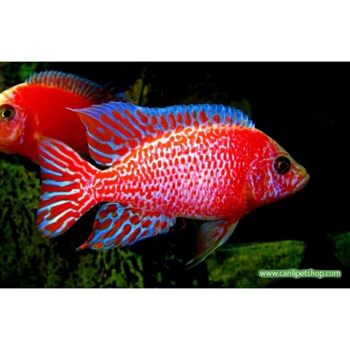 Seker Pembe Ciklet 1 Ad 3-4 cm