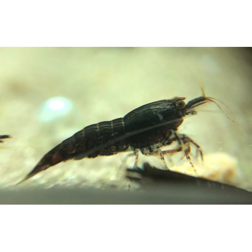 Siyah Gül Karides 1 Adet 1-1.2 Cm