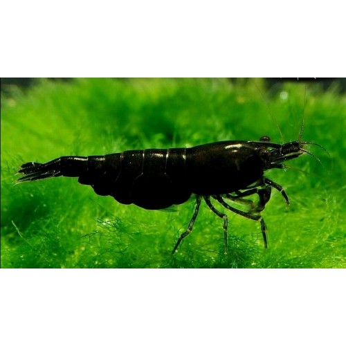 Siyah Gül Karides 1 Adet 1-1.2 Cm