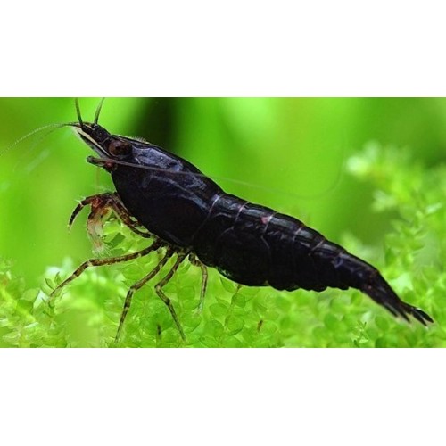 Siyah Gül Karides 10 Adet 1-1.2 Cm