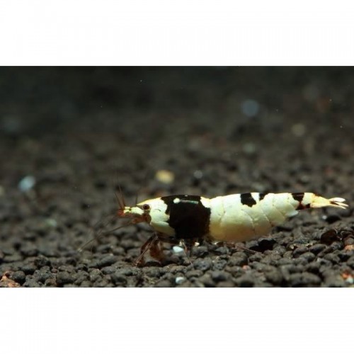 V-Kristal Karides Siyah-Beyaz 5 Ad 1-2 Cm