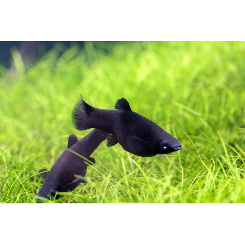Plati Siyah 1 Adet 3-4 Cm