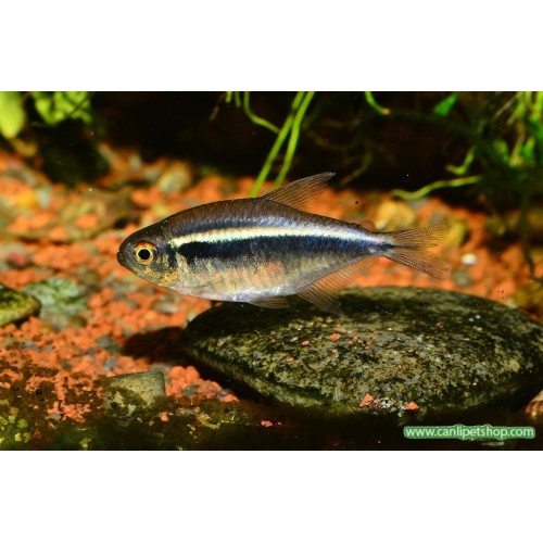 Tetra Neon Siyah 5 Adet 2-3 Cm