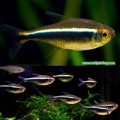 Tetra Neon Siyah 5 Adet 2-3 Cm