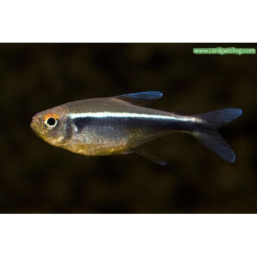 Tetra Neon Siyah 1 Adet 3-4 Cm