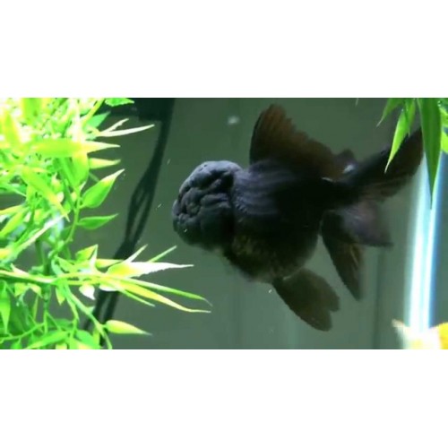 Japon Balığı Siyah Oranda 1 Adet 7-8  Cm