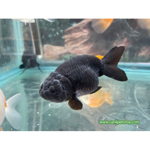 Japon baligi  Ranchu Siyah 1 Adet 5-7 Cm