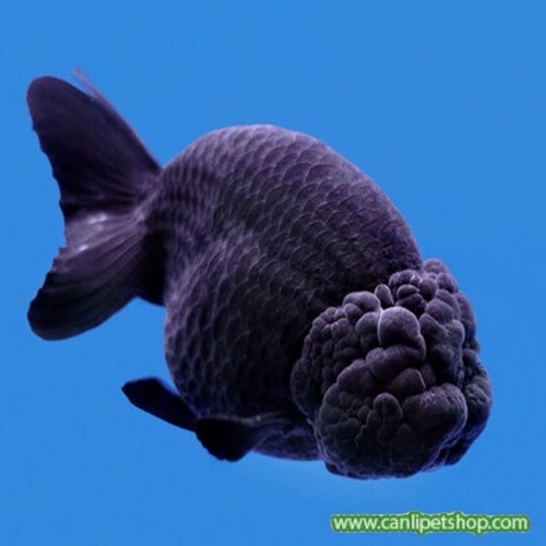 Japon baligi  Ranchu Siyah 1 Adet 5-7 Cm