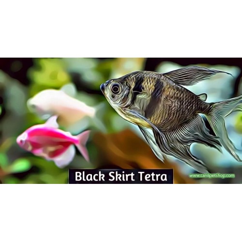 Tetra Siyah Tül Kuyruk 1 Ad 2-4 Cm Bakımı Kolay-Uysal
