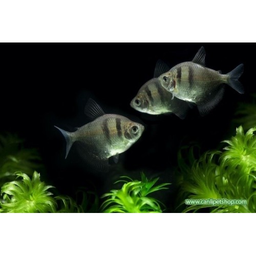 Tetra Siyah 1 Ad 2-4 Cm Bakımı Kolay-Uysal