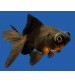 Japon Balığı Teleskop Siyah Kelebek Kuyruk 8-10 cm 1 Adet
