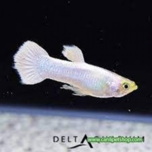 Lepistes Full Snow White 0,5-1 Cm 10 Adet 