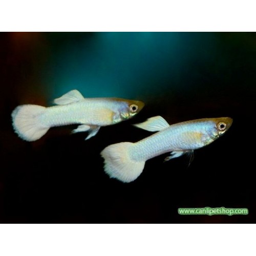 Lepistes Full Snow White 1 Ad  Erkek 3-4 Cm