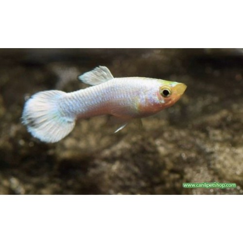 Lepistes Full Snow White  3-4 Cm 3 Adet Trio 1 Erkek 2 DİŞİ Yetişkin