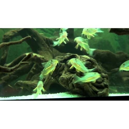 Çöpçü Sterbai Anaç  1 Adet 4-5 Cm
