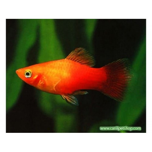 Plati Sunset 3 adet 3-4 Cm (1 Erkek 2 Dişi)