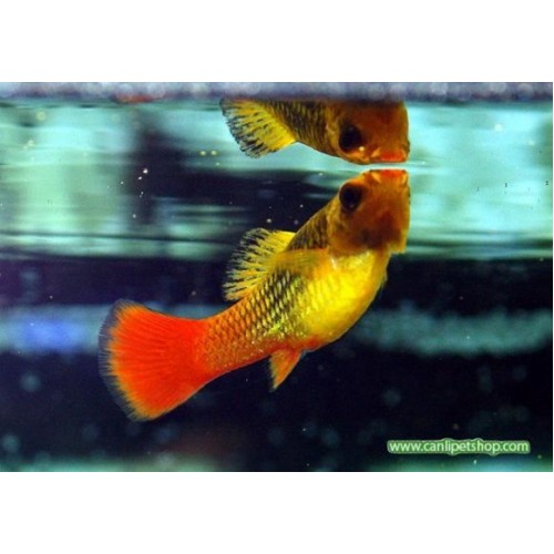 Plati Sunset 1 adet 3-4 Cm
