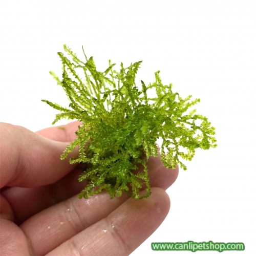Moss Taiwan Moss 1 adet tele sarılı