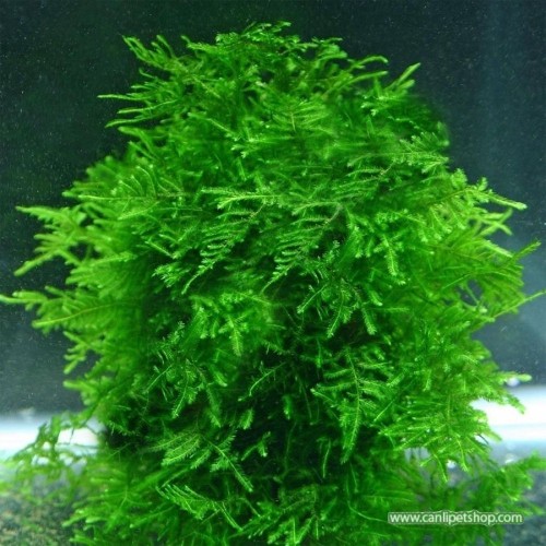 Moss Taiwan Moss 1 adet tele sarılı
