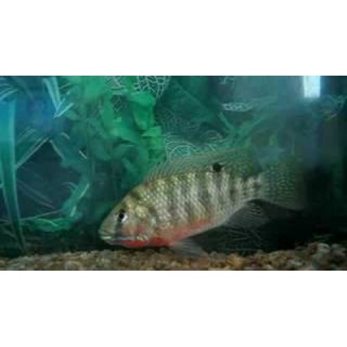 Tilapia Rendalli   5 Adet 3-4 Cm