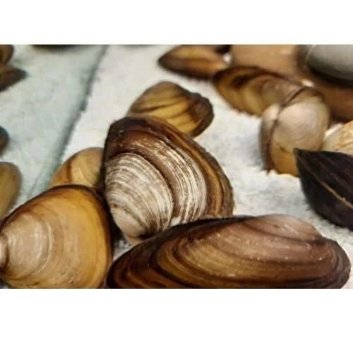 ..Cüce Tatlısu Midyesi 3 Adet 4-7 Cm 1 Erkek 2 Dişi Mutlaka  Akvaryumda Olması Lazım !!