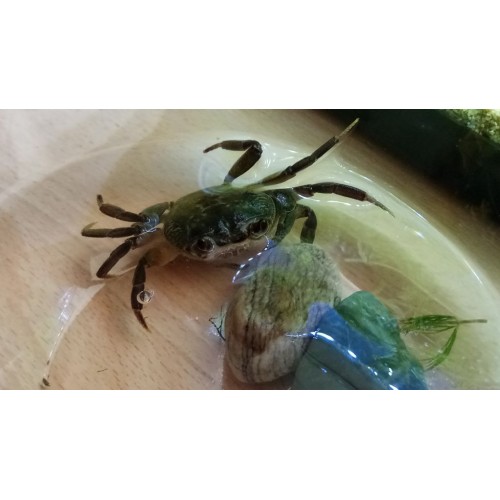 . Cüce TatlıSu Yengeci 1 Ad  Minyatür 2-3 Cm