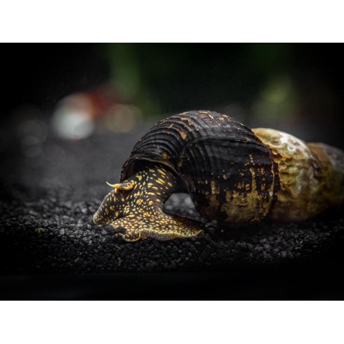 Tavşan Salyangoz Rabbit Sarı Noktalı 1 Ad