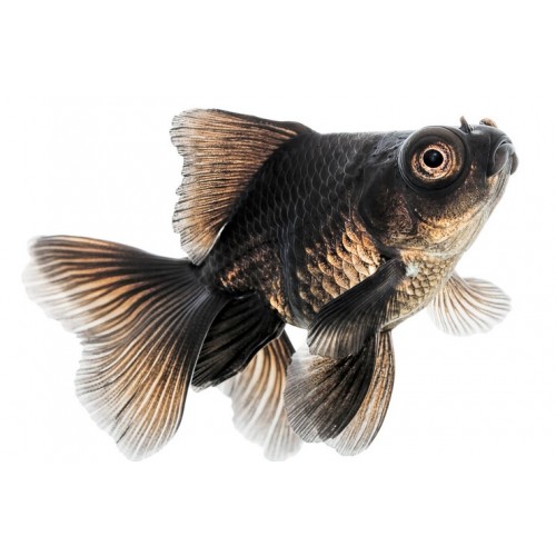 Japon  Balığı Ejder Göz 1 Ad 6-8 Cm FULL BLACK 