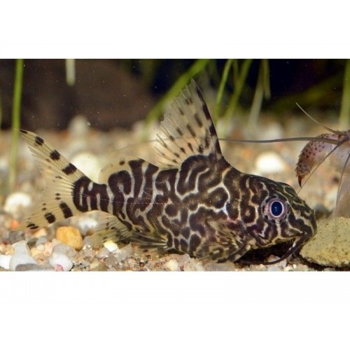 Çöpçü Ters Yüzen 3-4 Cm 1 Adet