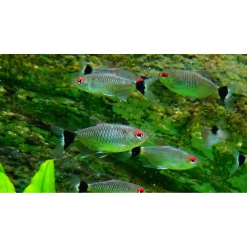 Tetra Kırmızı Göz ( Monkesia ) 3 Ad 2-3 Cm