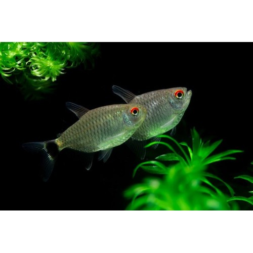 Tetra Kırmızı Göz ( Monkesia ) 1 Ad 3-4 Cm