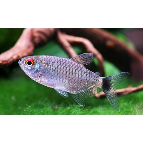 Tetra Kırmızı Göz ( Monkesia ) 1 Ad 3-4 Cm