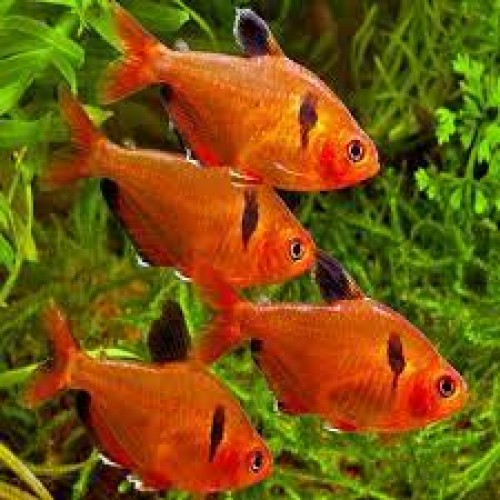 Tetra Serpae 10 Ad 2-3 Cm (3 Erkek + 7 Dişi) 