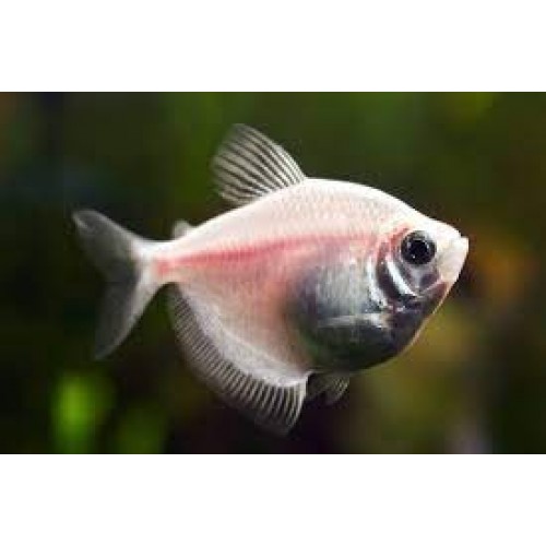 Tetra  Transgenic 5 Adet 3-4 Cm Beyaz